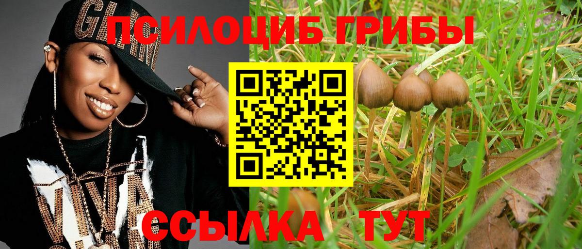 Алексин  Галлюциногенные грибы Psilocybine cubensis  Вход с VPN 